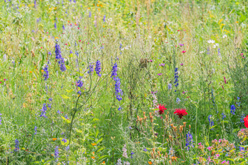 Vibrant Central European meadow teeming with wildflowers purple, red, blue, ground level perspective, no human intervention, vivid natural colors