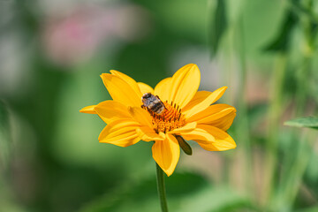 Close-up image of a blooming yellow flower with a black and orange bee resting Lush garden background with various plants and wildflowers in greens and yellows, under daytime sunlight Realistic sty