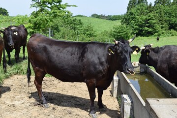 牛の放牧 高原牧場