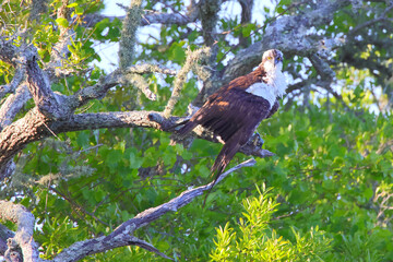 Osprey perched in tree looking for prey. 