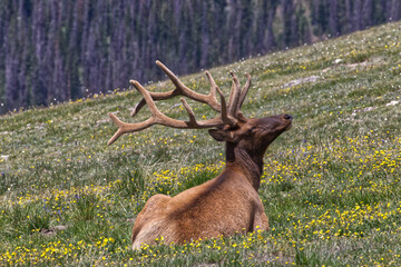 Bulk elk herd in mountain habitat. 