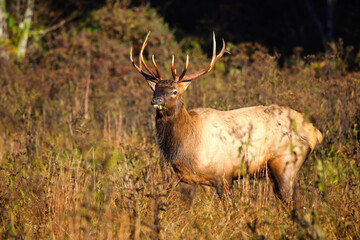 Bull eld and cow bugling mate in the rut in the North Carolina mountains. 