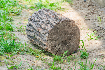 Freshly cut log on an unpaved surface in a wooded area, soft and diffused lighting, muted earthy...
