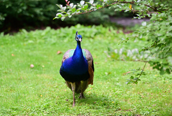 Obraz premium Pfauen in Forstbotanischer Garten und Friedenswald Köln, Deutschland