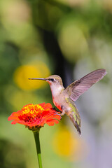 Ruby throated hummingbird perched on colorful Zinnia. 