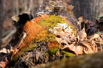 moss in the forest on fallen tree. 