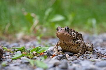 Crapaud d'Amérique