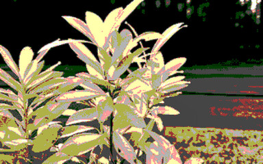 Pixelated plant