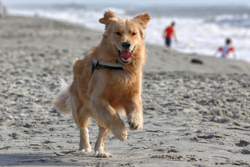 Golden retriever running playfully on beach.