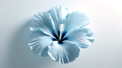 Obraz premium Delicate Light Blue Hibiscus Flower Closeup Minimalist Style