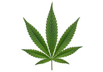 Green cannabis leaf isolated on transparent background
