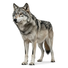 wolf isolated on white
