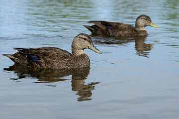 Couple de canards noirs