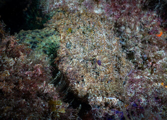 Spotted Scorpionfish