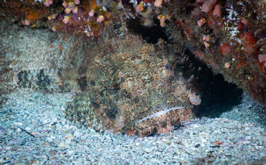Spotted Scorpionfish in Ilha Grande, Rio de Janeiro, Brazil