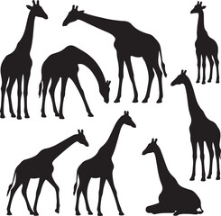 vector set of silhouttee giraffes in different poses  on white background © chhaifunnahar
