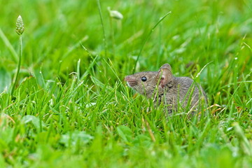 Mus musculus aka house mouse. Small rodent living near to houses and people.