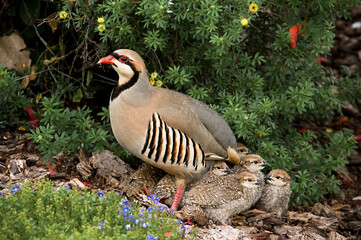 Chukar, a beautifulgame bird, living in the wild.