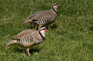 Chukar, a beautifulgame bird, living in the wild.