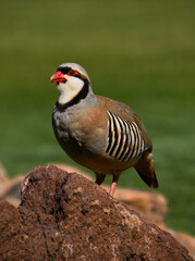 Chukar, a beautifulgame bird, living in the wild.
