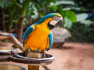 Arara Canindé
