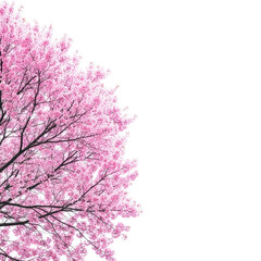 tree isolated on white background