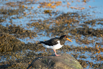 eurasian oystercatcher in the beautiful nature of Northern Iceland