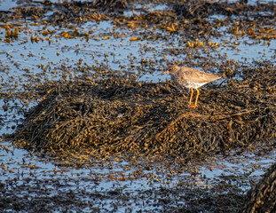 Common redshank bird in the nature