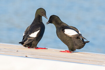Black guillemot birds by the sea on island of Hrisey in Iceland