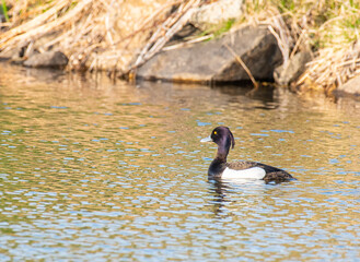 Tufted duck swimming on the lake