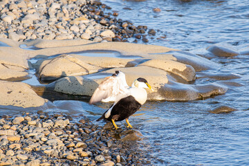 Eider duck near the coast of island of Hrisey in Iceland