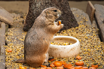 A prairie dog eats a carrot while standing on its hind legs