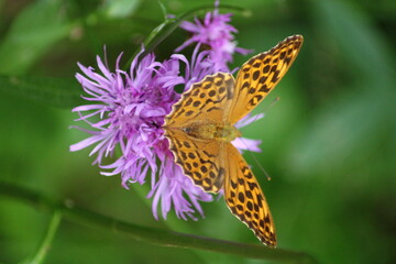 butterfly on flower