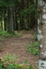 Fototapeta premium path in the woods