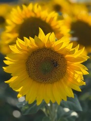 Fototapeta premium sunflower with bee