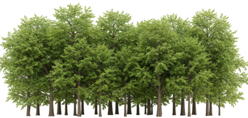 A transparent PNG of the profile of a dense forest of deciduous trees with thin trunks