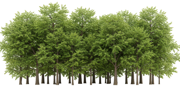 A transparent PNG of the profile of a dense forest of deciduous trees with thin trunks