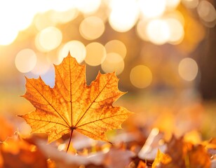 Fototapeta premium Autumn leaf on fallen leaves