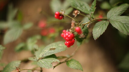 Wild Red Berries in the Forest