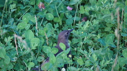 Bird Hidden in Grass Field