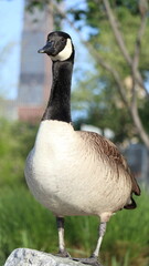 canada goose on the grass