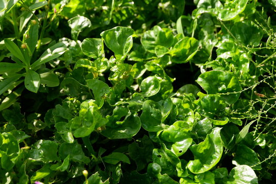 Fresh Green Leaves of Brazilian Spinach (Alternanthera sissoo) in Sunlit Garden Closeup
