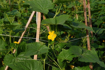 Yellow Flowering Cucumber Plant with Green Leaves in a Garden Setting