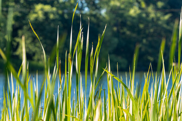 tall reeds at the lake