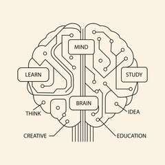 Brain Infographic Education Outline Brain Concept illustration.