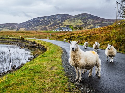 Sheeps from Isle of Sky, Scotland, UK