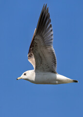 Common Gull (Larus canus) – Coastal & urban shores in Ireland and northern Europe