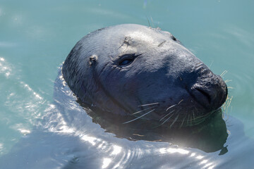 Fototapeta premium Grey Seal (Halichoerus grypus) – Common along North Atlantic coasts including Ireland's eastern shores