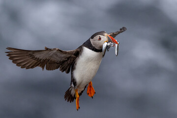 Puffin Carrying Fish in Flight over the Sea, Orkney Scotland