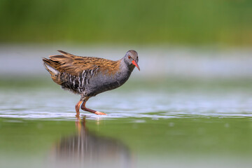 Wasserralle (Rallus aquaticus); water rail